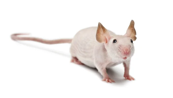 Hairless mus, mus musculus, porträtt mot vit bakgrund — Stockfoto