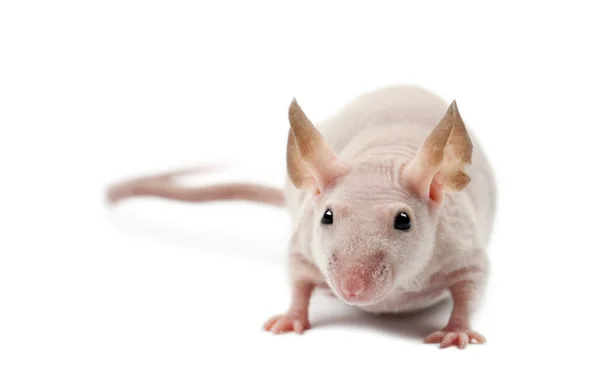 Haarloze muis, mus musculus, portret tegen witte achtergrond — Stockfoto