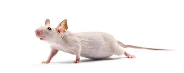 Haarloze muis, mus musculus, tegen witte achtergrond — Stockfoto