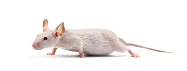 Ratón sin pelo, Mus musculus, sobre fondo blanco —  Fotos de Stock