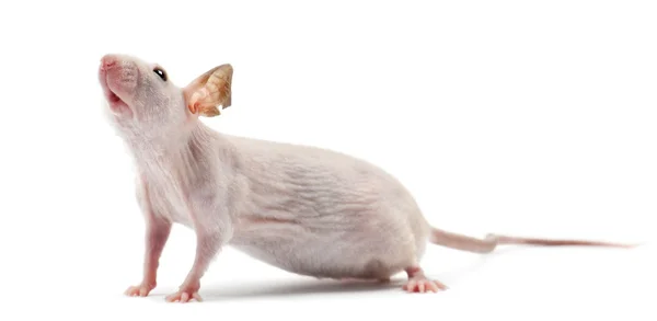 Άτριχα ποντίκι, mus musculus, λευκό φόντο — Φωτογραφία Αρχείου