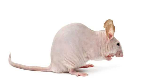 Haarlose Maus, muskulus, vor weißem Hintergrund — Stockfoto