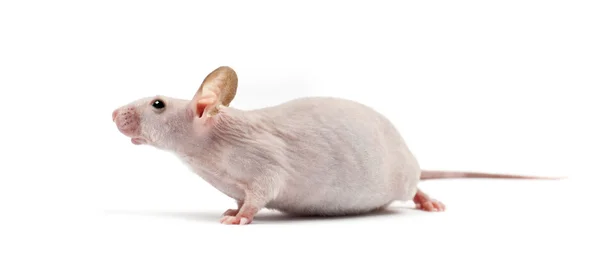 Hairless mouse, Mus musculus, against white background — Stock Photo, Image
