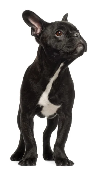 Franse bulldog pup, 5 maanden oud, permanent tegen witte achtergrond — Stockfoto