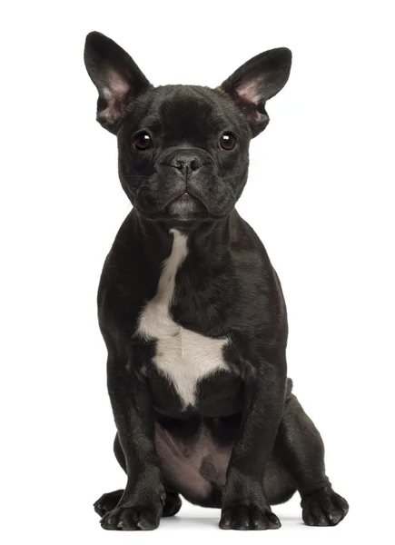 Fransız Bulldog yavru köpek, 5 aylık, beyaz arka planı portre — Stok fotoğraf