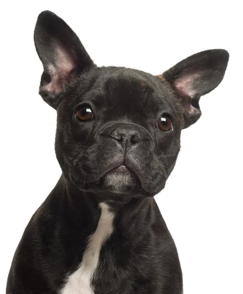 Bulldog francés cachorro, 5 meses de edad, retrato y primer plano sobre fondo blanco —  Fotos de Stock