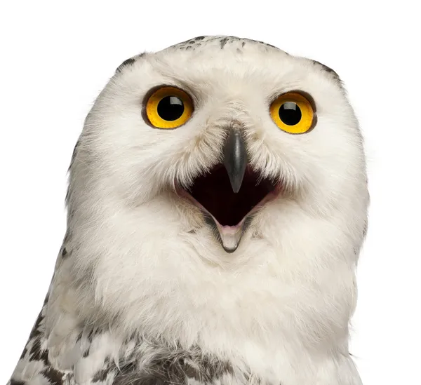 Female Snowy Owl, Bubo scandiacus, 1 year old, portrait and close up against white background — Stock Photo, Image