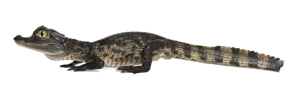 Brilkaaiman, Kaaiman crocodilus, ook bekend als een de witte Kaaiman of gemeenschappelijke Kaaiman, 2 maanden oud, tegen witte achtergrond — Stockfoto