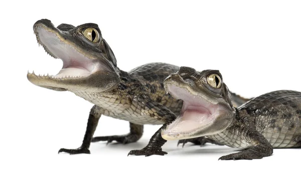 Espectacled Caimans, Caiman crocodilus, também conhecido como o Caiman Branco ou Caiman Comum, 2 meses de idade, close-up contra fundo branco — Fotografia de Stock