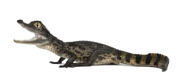 Espectacled Caiman, Caiman crocodilus, também conhecido como o Caiman Branco ou Caiman Comum, 2 meses de idade, contra fundo branco — Fotografia de Stock
