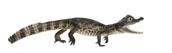Очковый кайман, кайманский крокодил, также известный как белый кайман или обычный кайман, 2 месяца назад, на белом фоне — стоковое фото