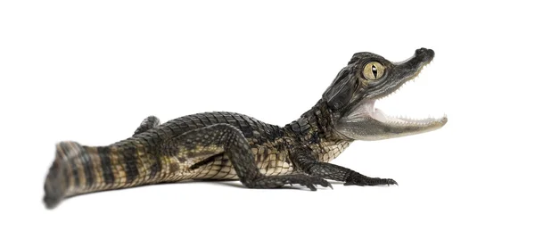 Pápaszemes Kajmán, Kajmán crocodilus, más néven a fehér Kajmán, vagy közös Kajmán, 2 hónapos, az ellen a fehér háttér — Stock Fotó