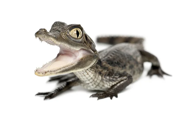 Очковый кайман, кайманский крокодил, также известный как белый кайман или обычный кайман, 2 месяца назад, портрет на белом фоне — стоковое фото