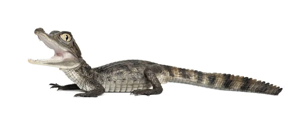 眼镜凯门鳄、 凯门鳄进行了，也称为白凯门鳄或共同凯门鳄，2 个月大，反对白色背景 — 图库照片