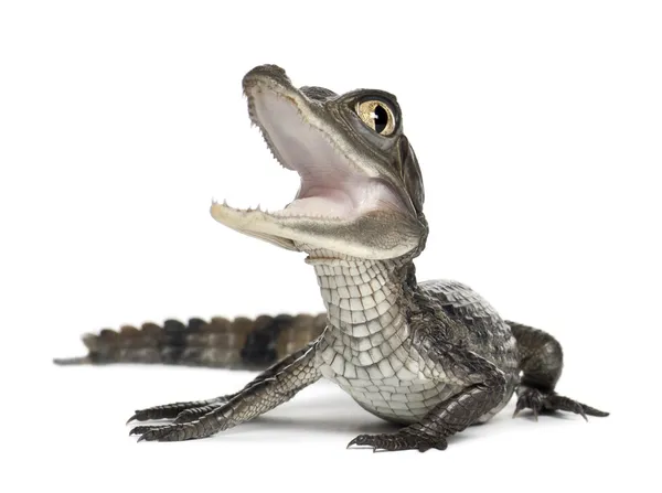Caïman à lunettes, crocodile caïman, également connu sous le nom de caïman blanc ou caïman commun, 2 mois, sur fond blanc — Photo