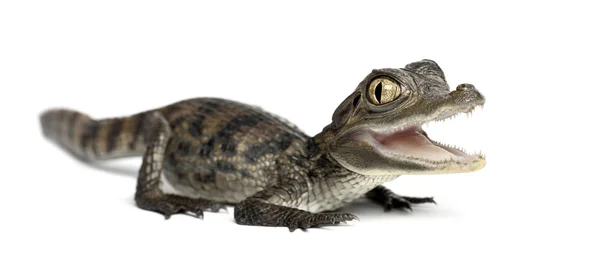 Espectacled Caiman, Caiman crocodilus, também conhecido como o Caiman Branco ou Caiman Comum, 2 meses de idade, retrato contra fundo branco — Fotografia de Stock