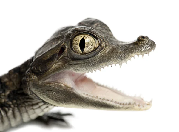 Очковий Caiman, Caiman crocodilus, також відомий як на Caiman білий або загальні Caiman, 2 місяців, портрет і закрити проти білим тлом — стокове фото