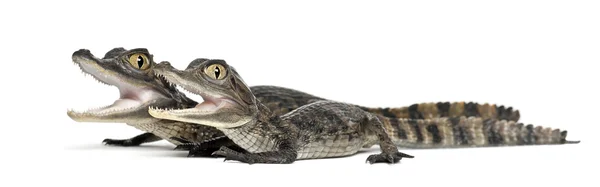 Brilhagedissen kaaimannen, Kaaiman crocodilus, ook bekend als een de witte Kaaiman of gemeenschappelijke Kaaiman, 2 maanden oud, tegen witte achtergrond — Stockfoto