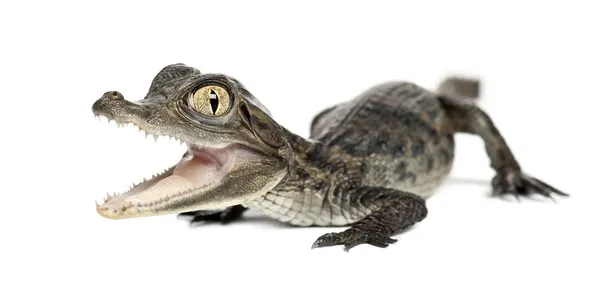 Bozkır caiman, caiman crocodilus olarak da bilinir, bir beyaz caiman veya ortak caiman, 2 ay eski karşı beyaz arka plan — Stok fotoğraf