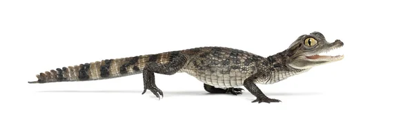 Brilkaaiman, Kaaiman crocodilus, ook bekend als een de witte Kaaiman of gemeenschappelijke Kaaiman, 2 maanden oud, tegen witte achtergrond — Stockfoto