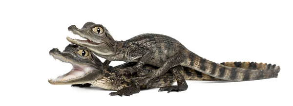 안경 Caimans, 카이만 crocodilus 라고도 한 화이트 카이만 또는 일반적인 카이만, 2 개월에 대 한 오래 된 흰색 배경 — 스톡 사진