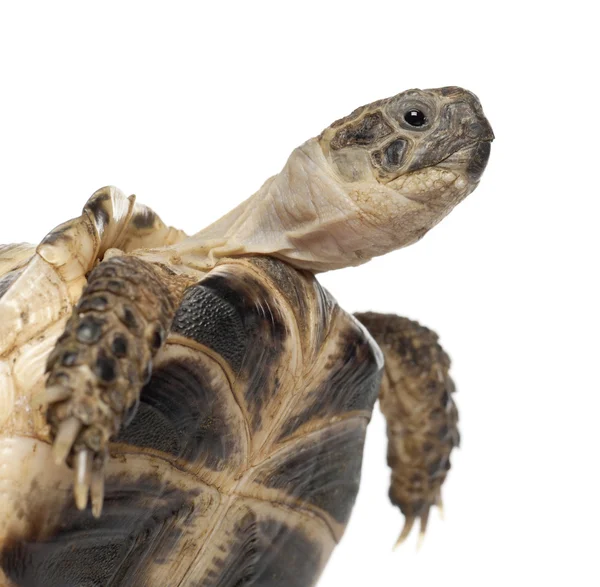 Молодий степова черепаха, черепаха horsfield або Центральної Азії черепаха, agrionemys horsfieldii, закрийте проти білим тлом — стокове фото