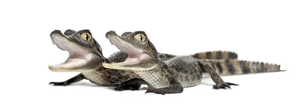 Spectacled Caimans, Caiman crocodilus, também conhecido como o Caiman Branco ou Caiman Comum, 2 meses de idade, retrato contra fundo branco — Fotografia de Stock