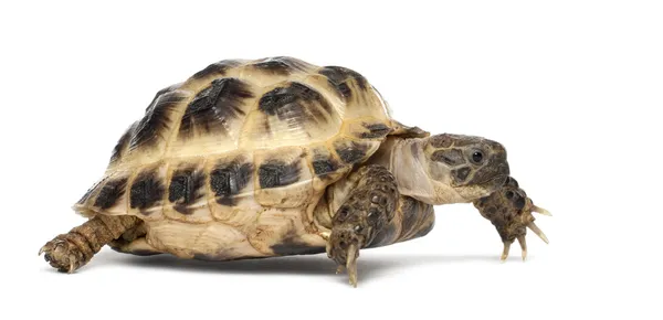 Jonge Russische tortoise, horsfield de schildpad of centrale Aziatische schildpad, agrionemys horsfieldii, tegen witte achtergrond — Stockfoto