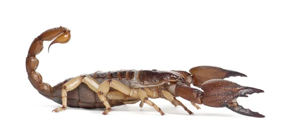 Shiny Burrowing Scorpion or Yellow legged Creeping Scorpion, Opistophthalmus glabrifrons, against white background — Stock Photo, Image
