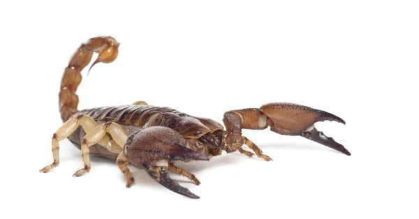 Blanka hålhäckande scorpion eller gul legged smygande scorpion, opistophthalmus glabrifrons, mot vit bakgrund — Stockfoto