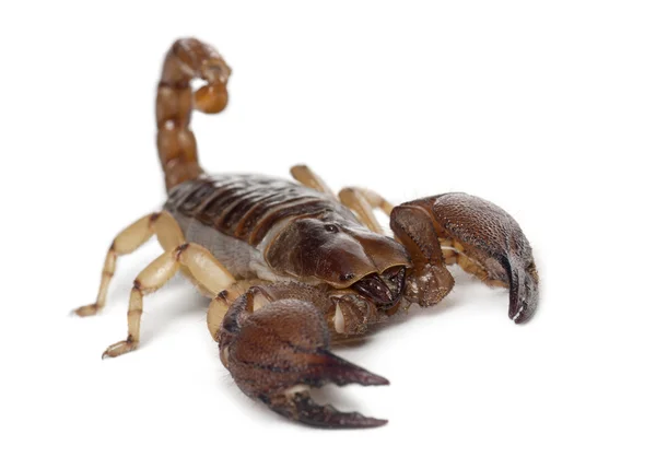 Blanka hålhäckande scorpion eller gul legged smygande scorpion, opistophthalmus glabrifrons, mot vit bakgrund — Stockfoto