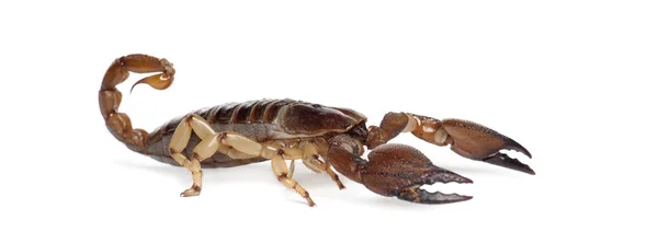 Блискучі норн Скорпіон або жовтий ногами повзучого скорпіона, Opistophthalmus glabrifrons, на білому тлі — стокове фото