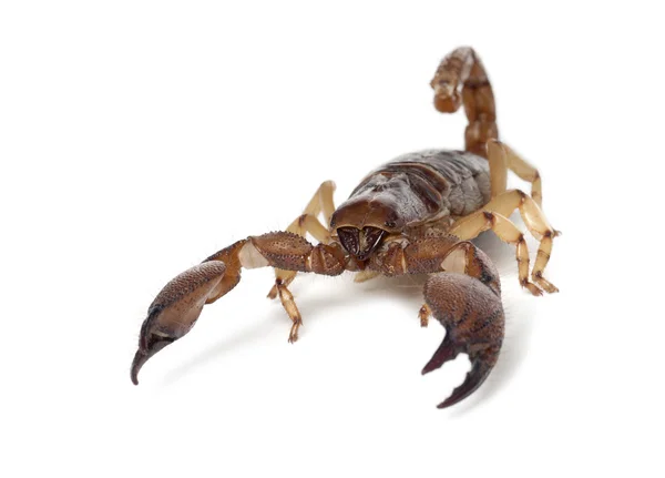 Блестящий Скорпион или Желтоногий ползучий скорпион, Opistophthalmus glabrifrons, на белом фоне — стоковое фото