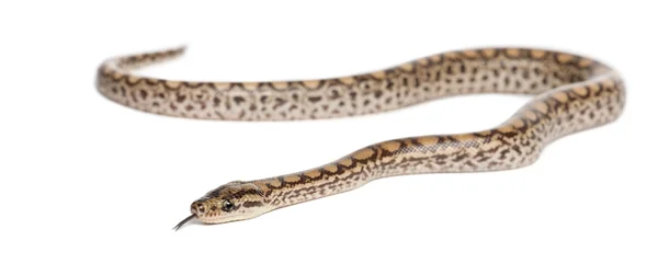 蟒蛇，epicrates maurus，白色背景 — 图库照片