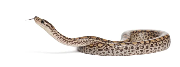 蟒蛇，epicrates maurus，白色背景 — 图库照片