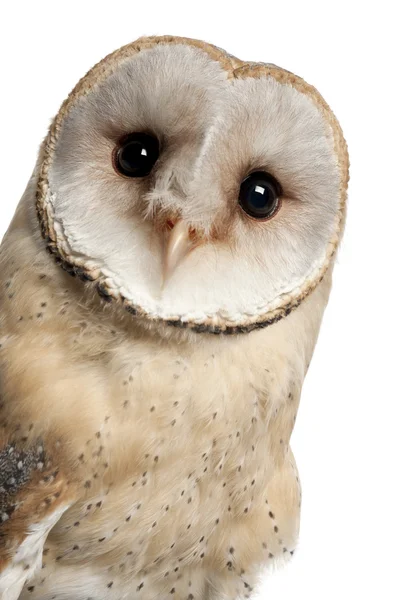 Barn Owl, Tyto alba, 4 months old, portrait and close up on white background — стоковое фото