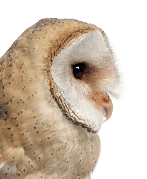 Barn owl tyto alba, 4 maanden oud, sluiten tegen witte achtergrond — Stockfoto