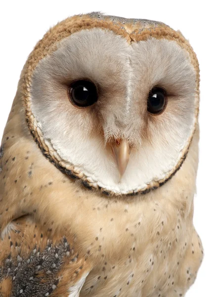 Barn Owl, Tyto alba, 4 months old, portrait and close up against white background — Stock Photo, Image