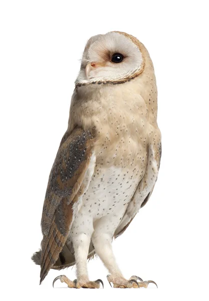 stock image Barn Owl, Tyto alba, 4 months old, standing against white background