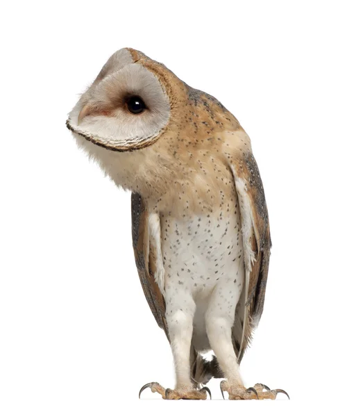 Peçeli baykuş, tyto karşı beyaz arka plan ayakta alba, 4 aylık — Stok fotoğraf