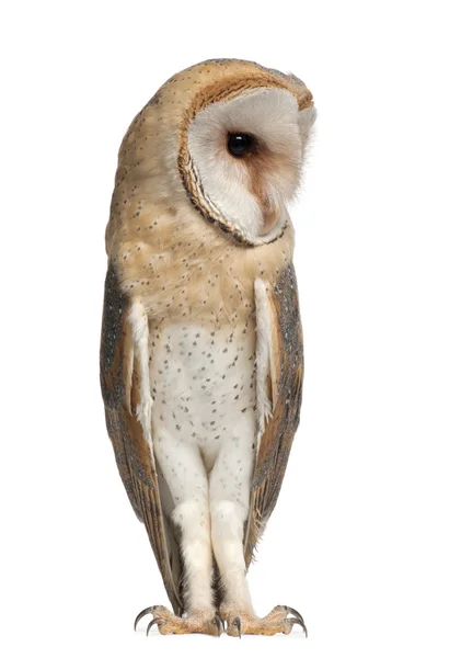 Barn Owl, Tyto alba, 4 months old, standing against white background — Stock Photo, Image