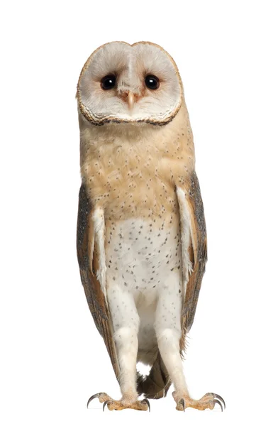 Barn owl, tyto alba, 4 maanden oud, permanent tegen witte achtergrond — Stockfoto