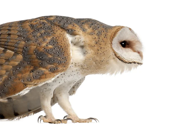 Barn Owl, Tyto alba, 4 months old, standing close up against white background — Stock Photo, Image