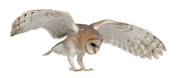 Barn Owl, Tyto alba, 4 месяца, летит на белом фоне — стоковое фото