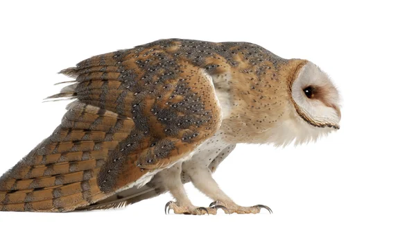 Barn owl, tyto alba, 4 maanden oud, permanent tegen witte achtergrond — Stockfoto