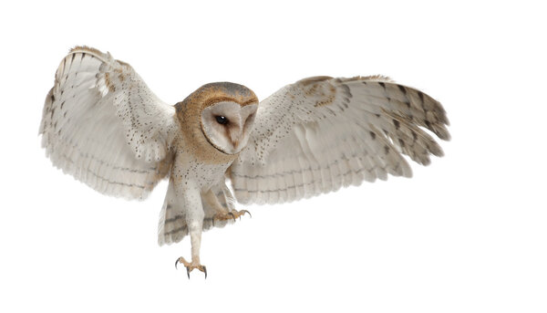 Barn Owl, Tyto alba, 4 месяца, летит на белом фоне
