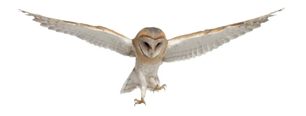 Barn Owl, Tyto alba, 4 months old, flying against white background — Stock Photo, Image