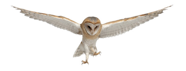 Barn Owl, Tyto alba, 4 месяца, летит на белом фоне
