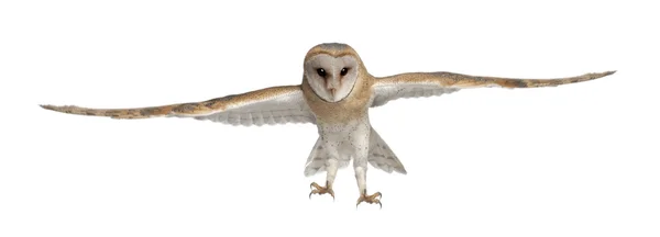 Barn owl, tyto alba, 4 maanden oud, portret vliegen tegen witte achtergrond — Stockfoto
