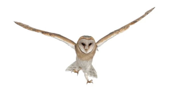 Barn owl, tyto alba, 4 maanden oud, portret vliegen tegen witte achtergrond — Stockfoto